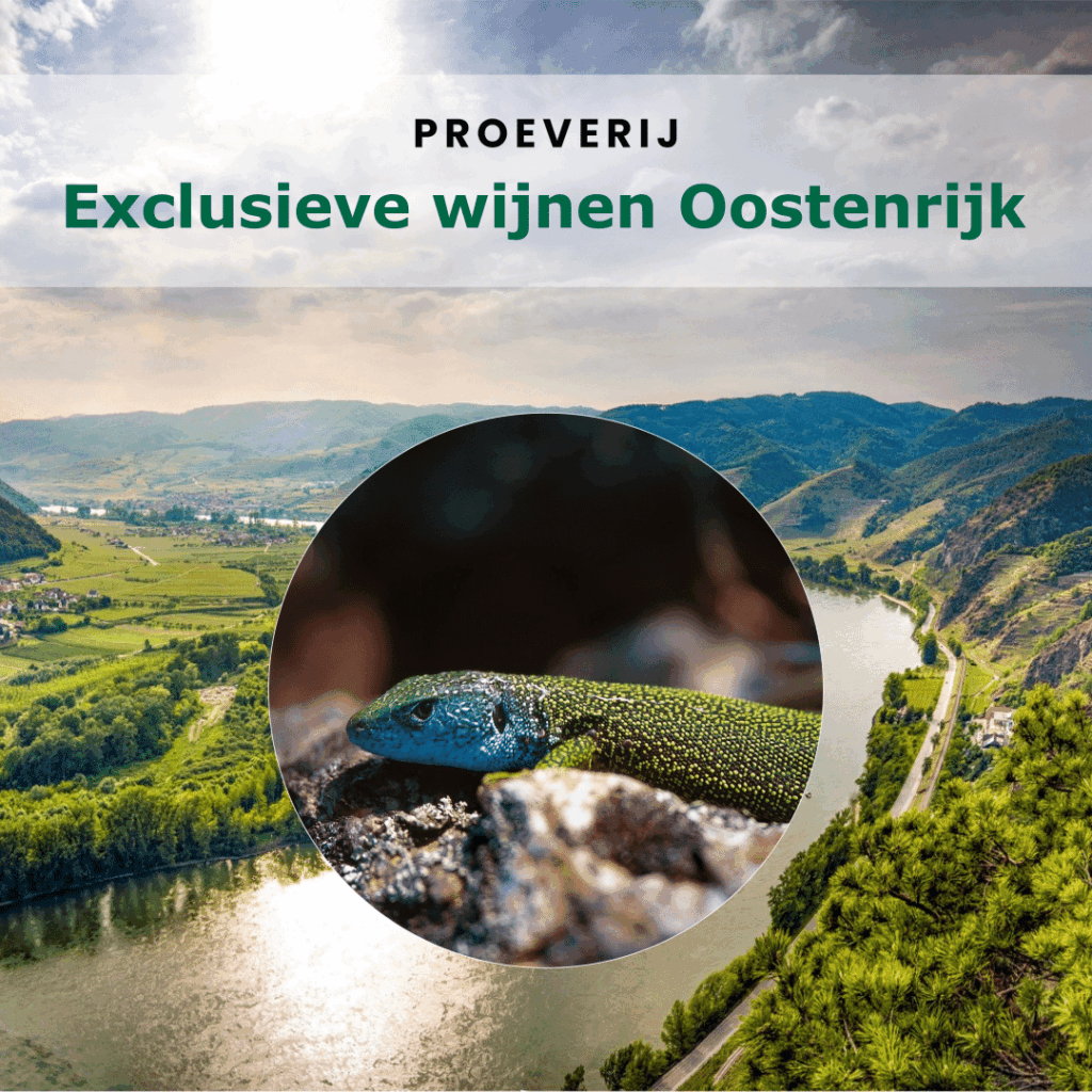 Exclusieve wijnen proeverij Oostenrijk (2 augustus 2024) (bij de pop-up wijnbar @Terroir