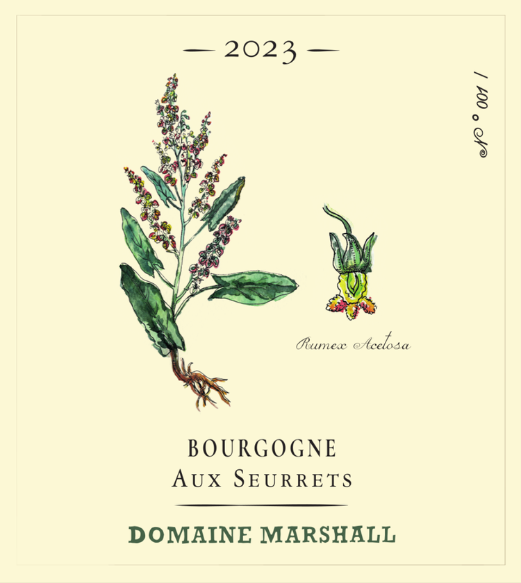 Jean Marshall Bourgogne blanc 2023