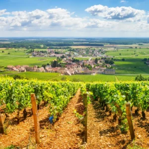 Masterclass: Bourgogne rouge